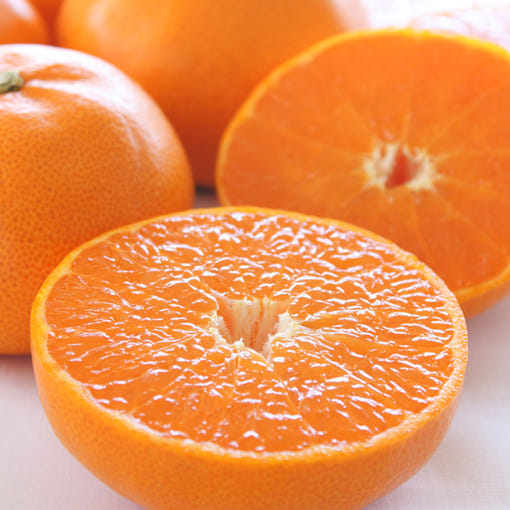 [🗓️예약발송 05월22일] 프리미엄 제주 명품 천혜향 선물세트 3kg 특품 | Premium Jeju Fresh Citrus (Cheonhyehyang)