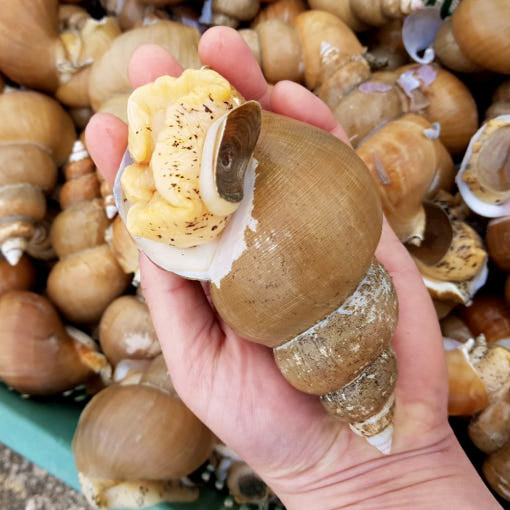 [🗓️예약발송 05월09일] 포항 자연산 백골뱅이 생물 골뱅이 뱃고동 1kg 대 15미 내외 | Fresh White Sea Snail from Pohang
