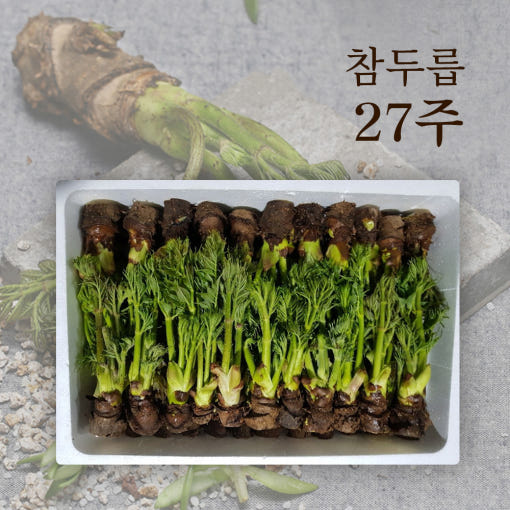 [🗓️예약발송 03월20일] 항공직송 봄의제왕 참 두릅 25주 900g 내외 | Korean Fatsia Sprout