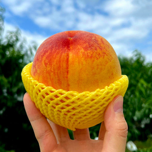 [🗓️예약발송 08월28일] 항공직송 황도 복숭아 반말랭이 대과 1.2kg 4-6과 내외 | PRE-ORDER Korean Yellow Peach