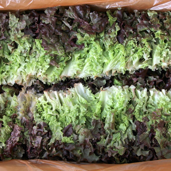 [🗓️예약발송 10월30일 🚚B2B 벌크] 꽃 상추 4kg | Korean Red Lettuce