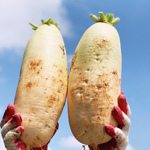 [🗓️예약발송 09월18일 🚚B2B 벌크] 싱싱하고 단단한 무 무우 20kg 12입 내외 | Korean Radish