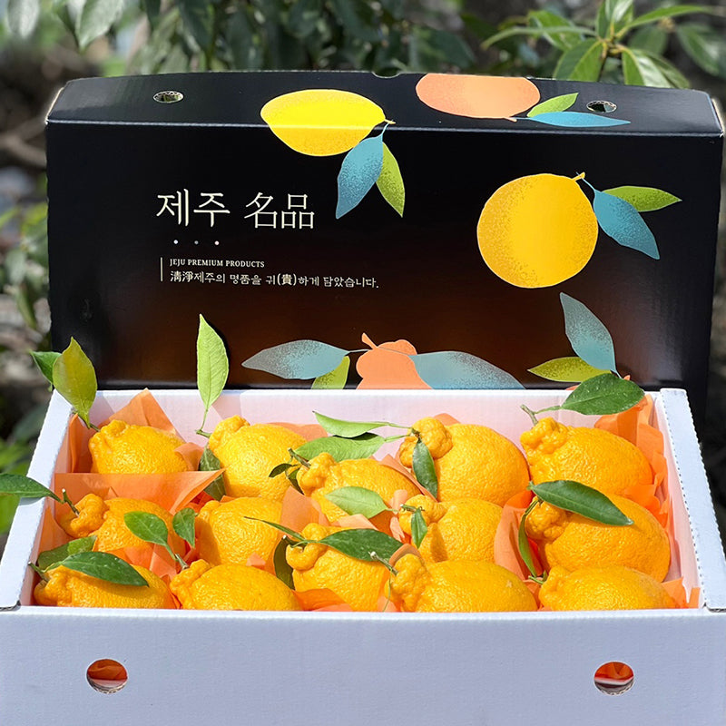 [항공직송] 제주 서귀포 한라봉 3kg 선물용 박스포장 | Korean Premium Jeju Hallabong