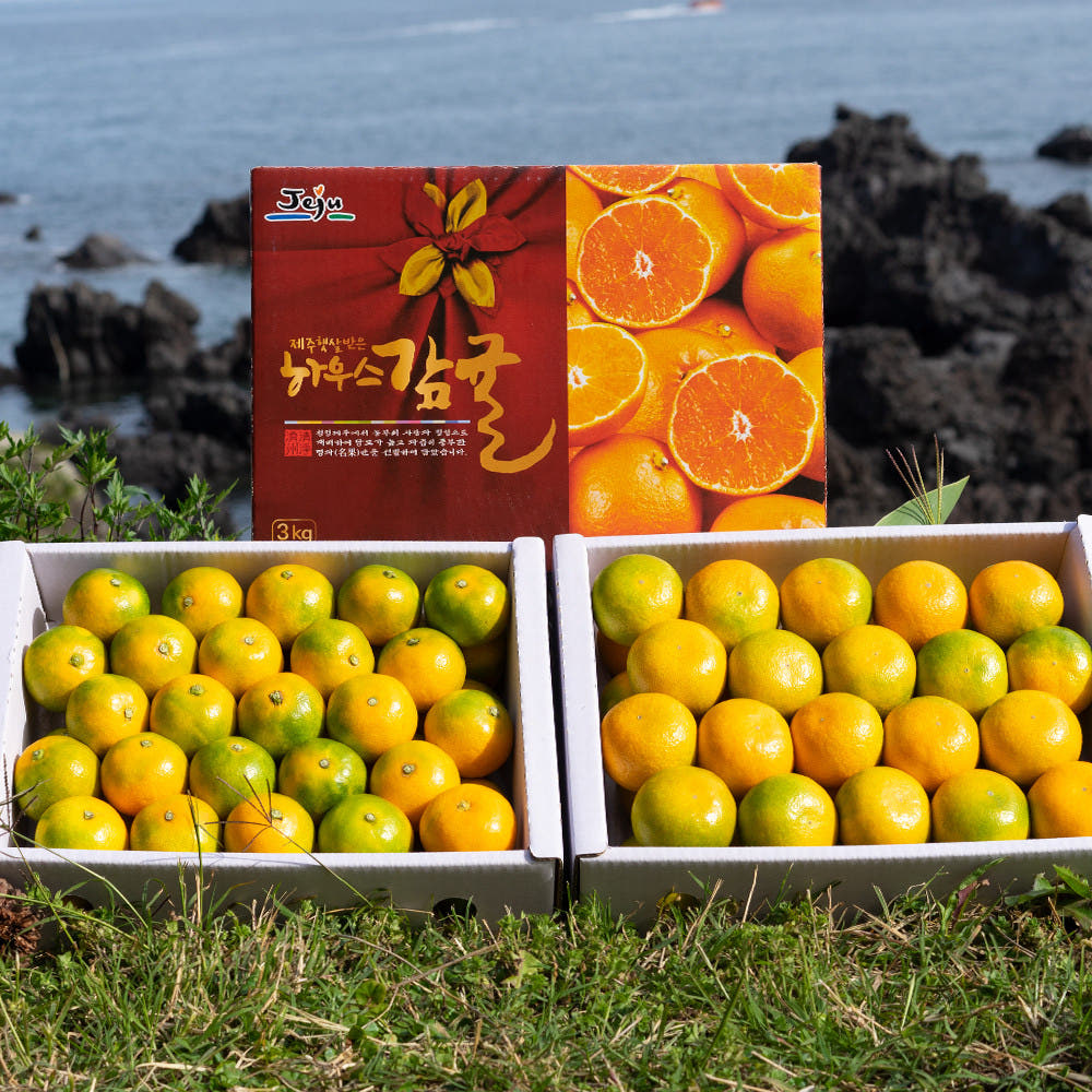 [선물세트 선예약 할인중] 제주 서귀포 하우스 감귤 5kg 내외 | Korean Jeju Mandarin Orange