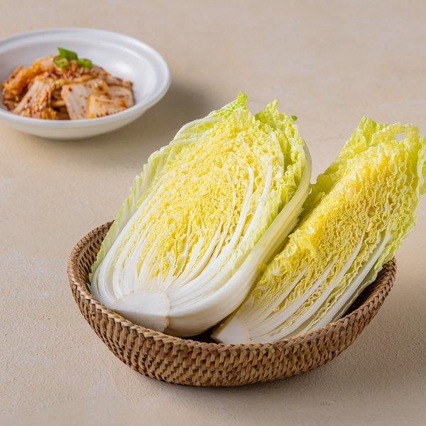 [항공직송] 해남 알배추 쌈배추 1포기 | Korean Napa Cabbage